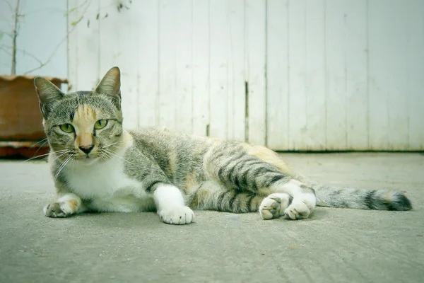 Elkóborolt macskák — Stock Fotó