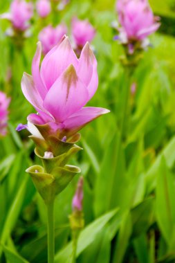 Siyam lale çiçeği