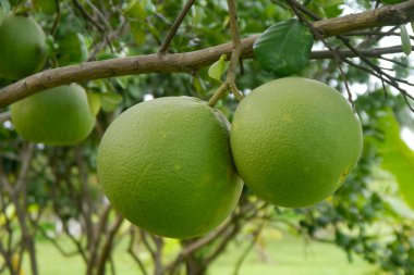 pomelo ağaç. Tayland taptim siam adıdır.