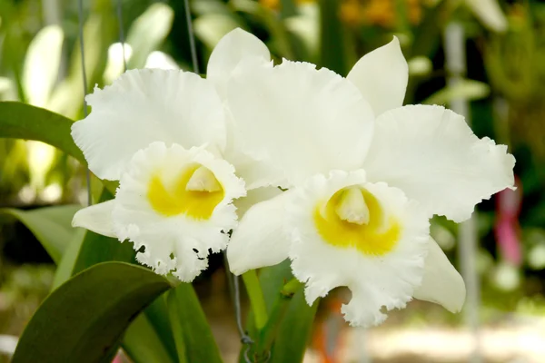 Cattleya orchidea — Stock Fotó