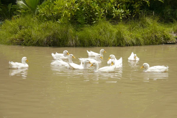 Patos nadando — Foto de Stock