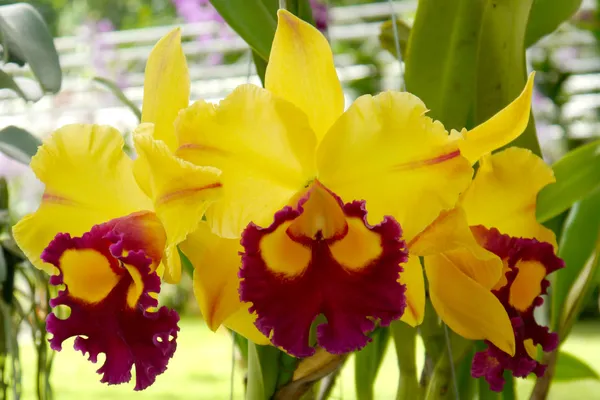 Cattleya orkide — Stok fotoğraf