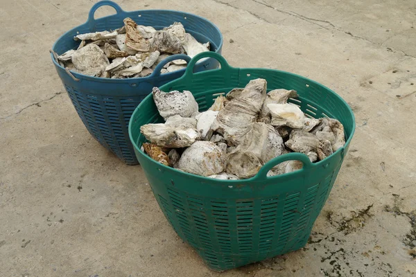 Fossil oyster shells in a basket — Stock Photo, Image