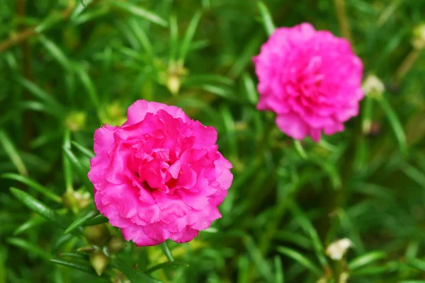 Pink common Purslane flower — Stock Photo, Image