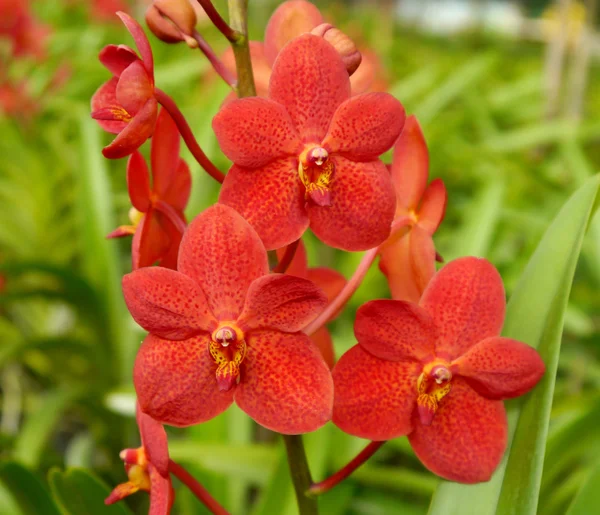 Orchideen — Stockfoto