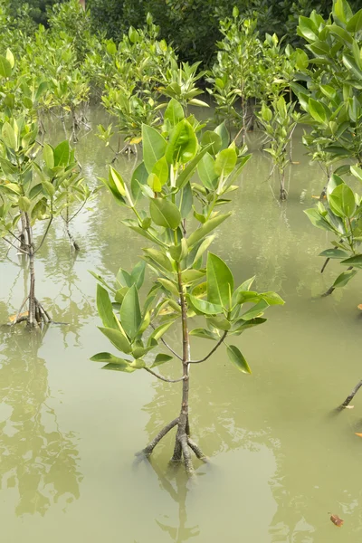 Árbol de manglar, Tailandia —  Fotos de Stock
