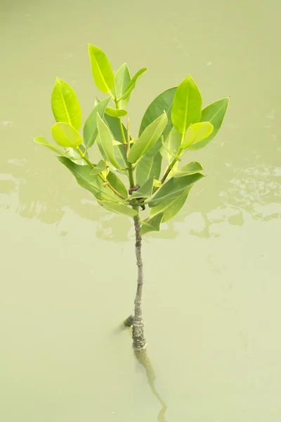 Мангровое дерево, Таиланд — стоковое фото