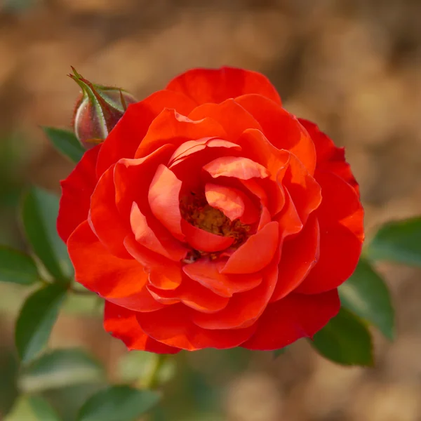 Rosas no jardim — Fotografia de Stock