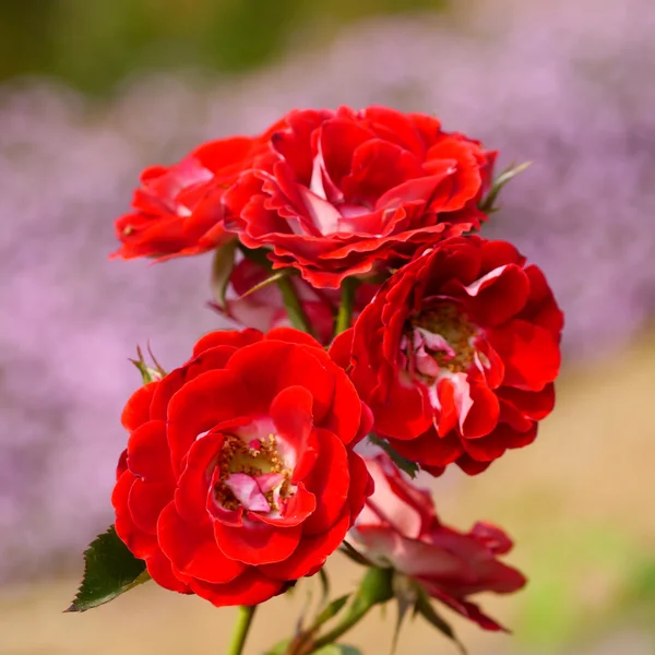 Rosas en el jardín — Foto de Stock