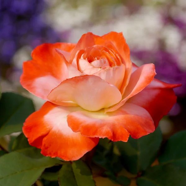 Rosas en el jardín — Foto de Stock