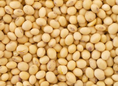 soya fasulyesi desen arka plan olarak