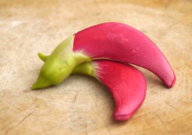 kuş sesban agasta (sesbania grandiflora desv. bilim adı veya dok kae Tay içinde içinde uğultu sebze)