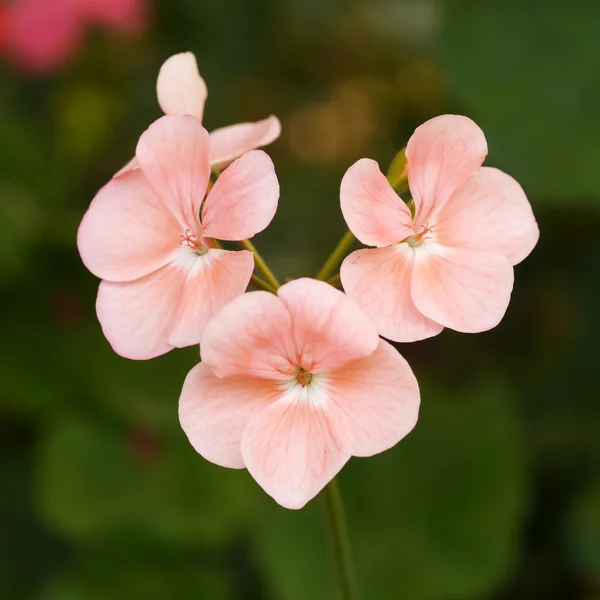 Květiny muškát v zahradě — Stock fotografie