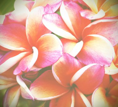 Frangipani çiçek eski vintage retro tarzı