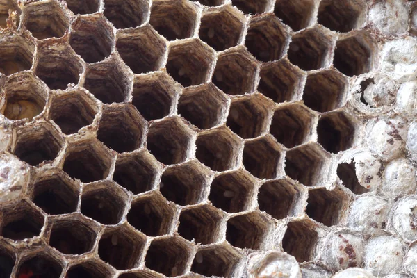 Wasps nest — Stock Photo, Image