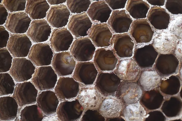 Wasps nest — Stock Photo, Image