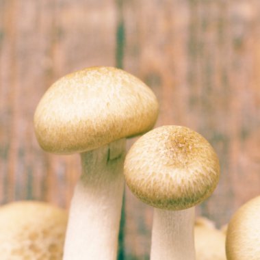  mashroom eski vintage retro tarzı