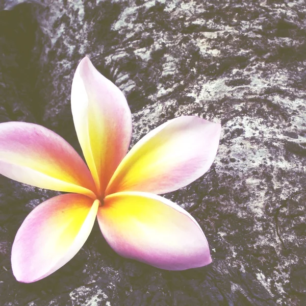 Frangipani flor velho estilo retro vintage — Fotografia de Stock