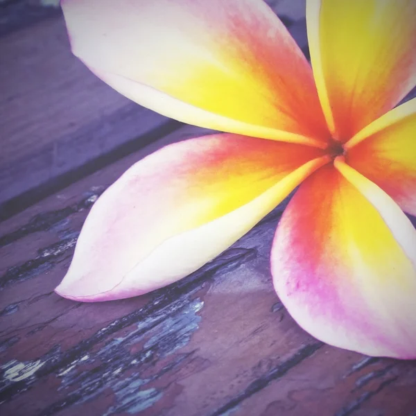 プルメリアの花の古いビンテージ レトロなスタイル — ストック写真