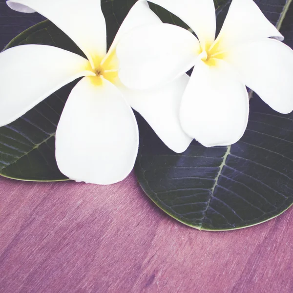 Frangipani flor velho estilo retro vintage — Fotografia de Stock