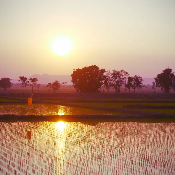 Puesta de sol en la granja de arroz verde viejo estilo retro vintage —  Fotos de Stock