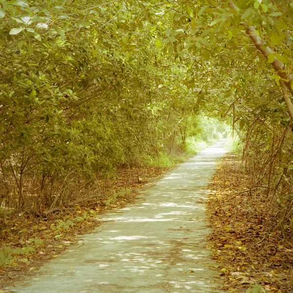 Tree tunnel old vintage retro style — Stock Photo, Image