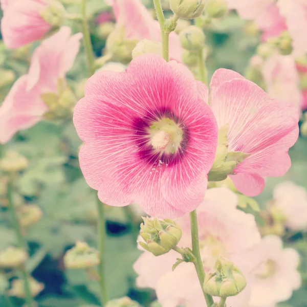 Hollyhock fleur vieux style rétro vintage — Photo