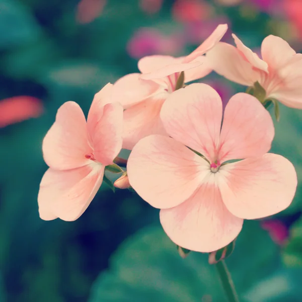 レトロなフィルター効果のある庭を花します。 — ストック写真