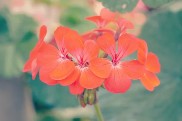 Fleur dans le jardin avec effet filtre rétro — Photo