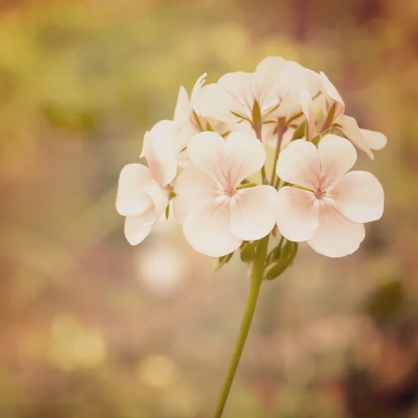 Flor no jardim com efeito de filtro retro — Fotografia de Stock