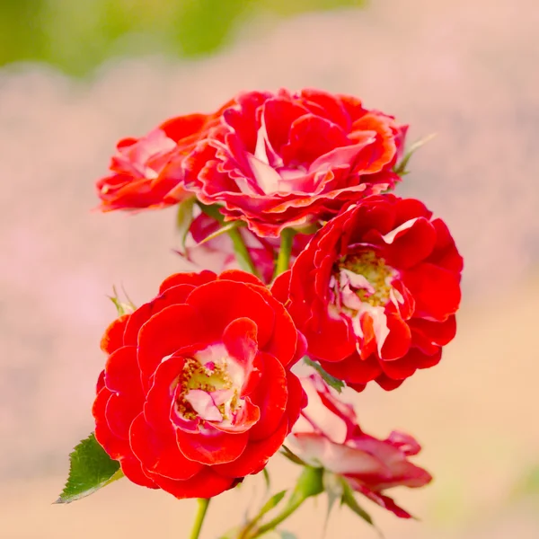 Rose dans le jardin avec effet filtre rétro — Photo