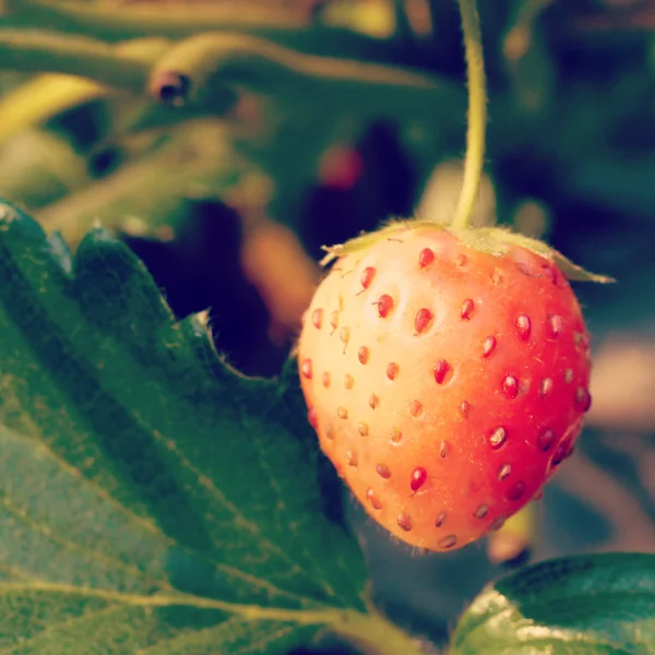 딸기 오래 된 빈티지 레트로 스타일 — 스톡 사진