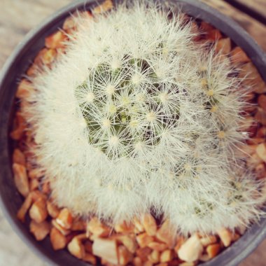  kaktüs eski retro vintage tarzı