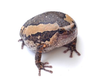 Beyaz arka plan üzerinde izole kurbağa