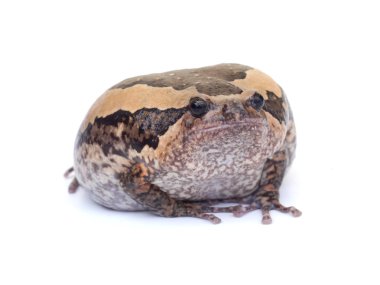 Beyaz arka plan üzerinde izole kurbağa