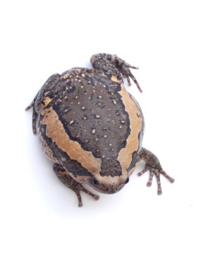 Beyaz arka plan üzerinde izole kurbağa