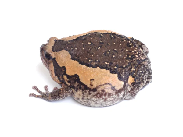 Beyaz arka plan üzerinde izole kurbağa — Stok fotoğraf