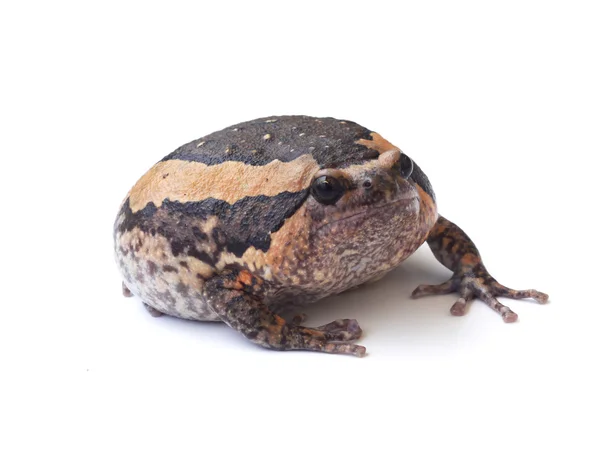 Bullfrog isolieren auf weißem Hintergrund — Stockfoto