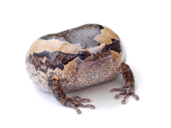 Beyaz arka plan üzerinde izole kurbağa — Stok fotoğraf