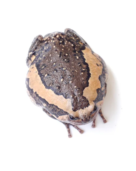 Żaba rycząca izolować na białym tle — Zdjęcie stockowe