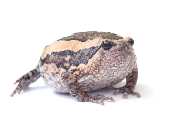 Bullfrog isolat på hvid baggrund - Stock-foto