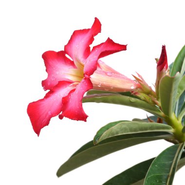 Kırmızı çöl çiçeği, üzerinde beyaz izole adenium obesum