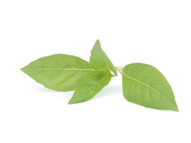 Beyaz arkaplanda tatlı fesleğen yaprakları