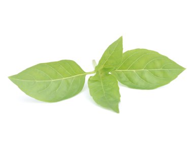 Beyaz arkaplanda tatlı fesleğen yaprakları