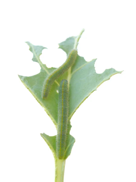 Groene worm zijn klauteren op tak — Stockfoto