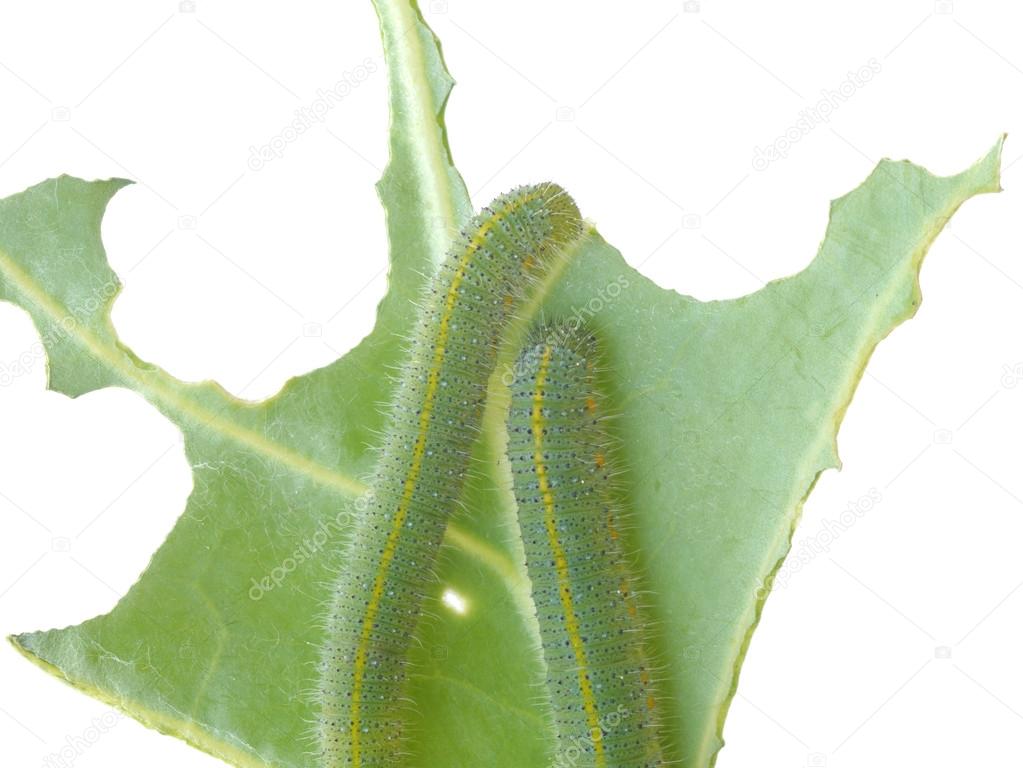 green worm are clamber on branch