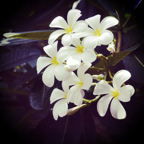 Plumeria kwiat stare retro styl vintage — Zdjęcie stockowe