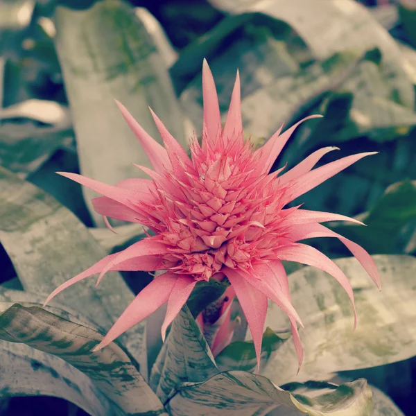 pembe bromeliad çiçek eski retro vintage tarzı