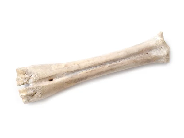 Gammel knogle isoleret på hvid baggrund - Stock-foto