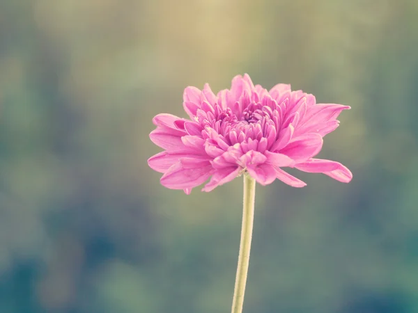 꽃 오래 된 레트로 빈티지 스타일 — 스톡 사진